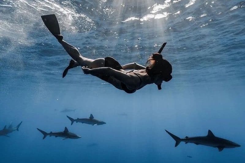 Plongée avec les requins en eau libre