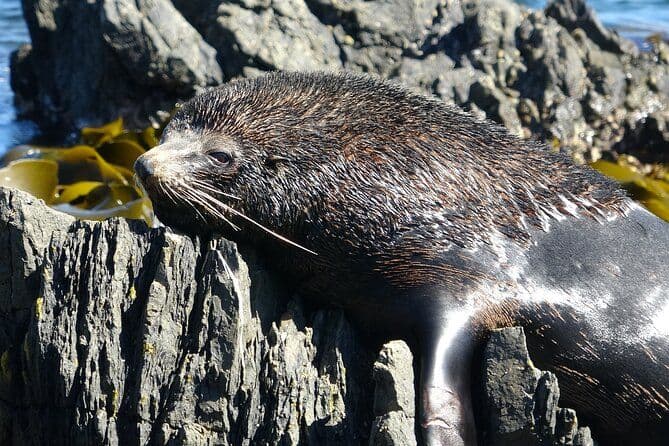 Safari Seal Coast - Accès exclusif à la côte secrète de Wellington