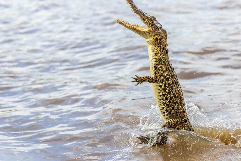 Safari dans le pays de Croc - Saut Crocs Transfert