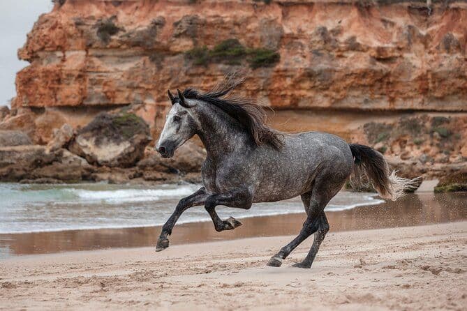 Balade à cheval + nage avec les tortues dans l'aquarium de la plage de Nungwi