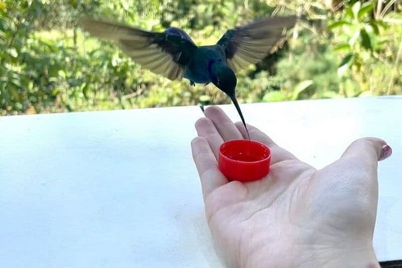Excursion d’une journée dans la forêt de Mindo Cloud au départ de Quito – Observation des oiseaux et aventure
