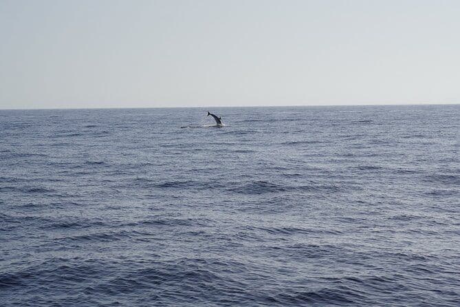 Activités d'observation des dauphins au coucher du soleil à Gran Canaria