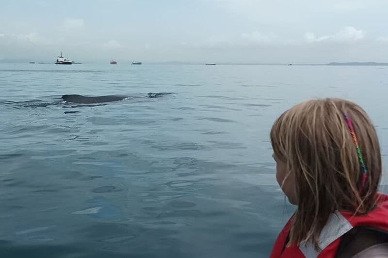 Billet Expérience d'observation des baleines de 5 heures depuis la ville de Panama
