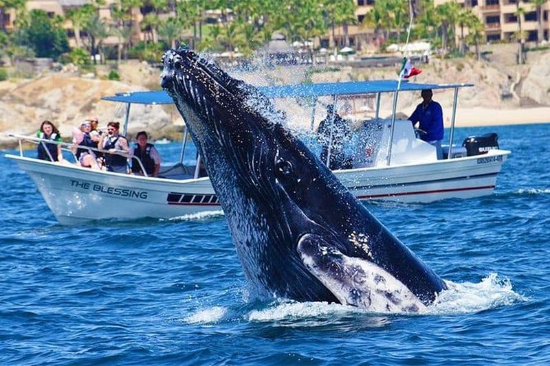 Montre baleines en petit groupe | Cabo San Lucas | Biologiste | Photos gratuites