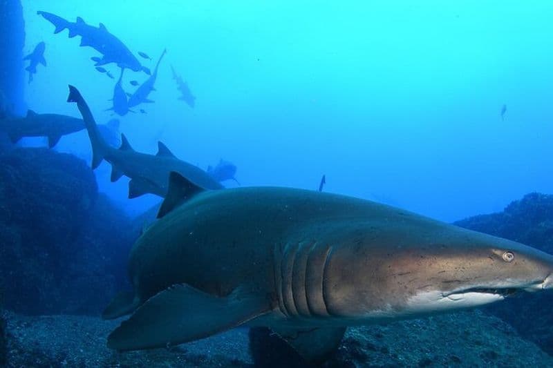 Plongée sous-marine avec des requins nourrices gris dans la baie de Bushrangers