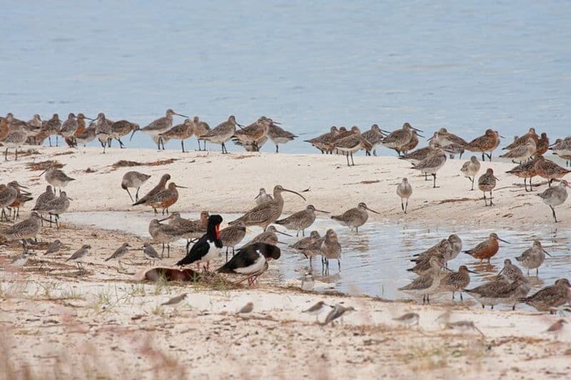 Visite d'une journée complète sur la vie des oiseaux sur l'île Bribie