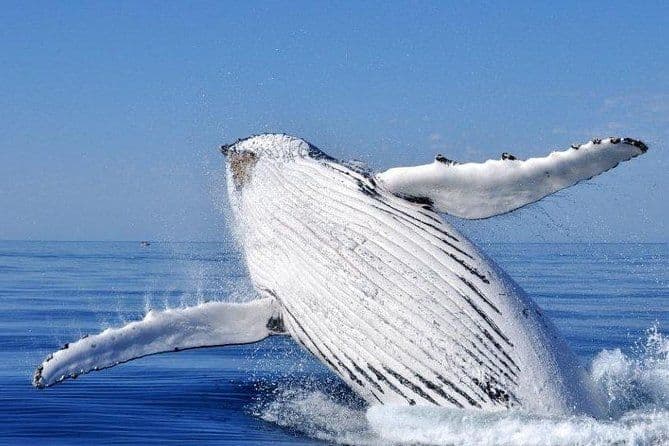 Observation des baleines d'Augusta en Australie occidentale
