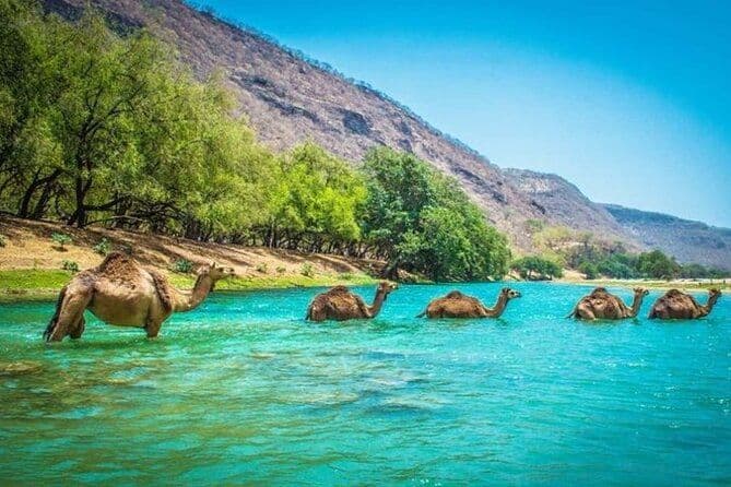 A l'est de Salalah, Safari en montagne, Chameaux, Cascade, Plage blanche