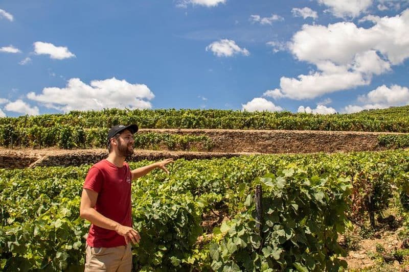 Billet Visite Complète des vins de la Vallée du Douro avec Déjeuner, Dégustations du vin et Croisière sur le Fleuve
