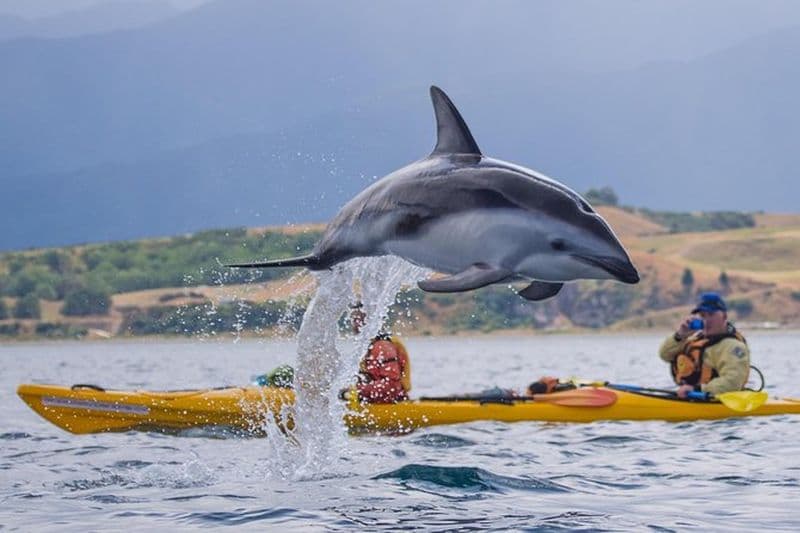 Visite de la faune en kayak de mer - Kaikoura
