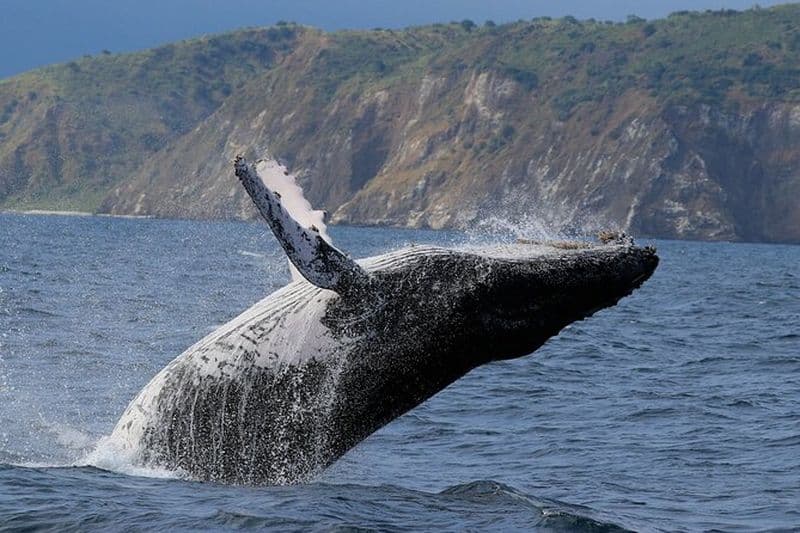 Baleines Lions de mer et expérience de plongée en apnée de Puerto López