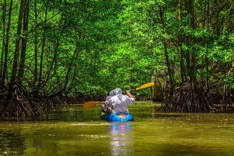 Excursion en kayak dans les mangroves | Manuel-Antonio