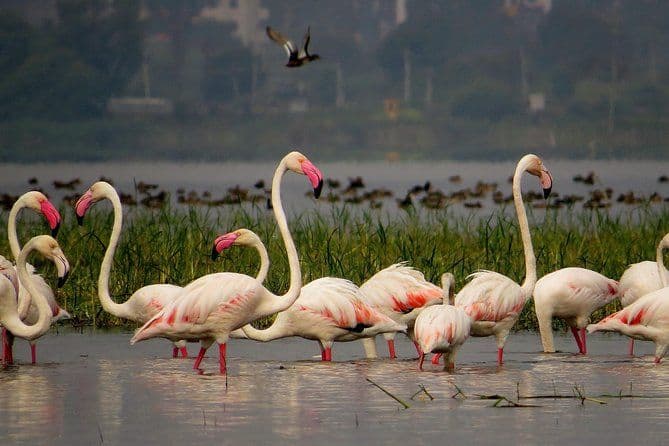 Visite privée: Excursion d'un safari d'oiseaux d'une journée à Bhigwan depuis Pune
