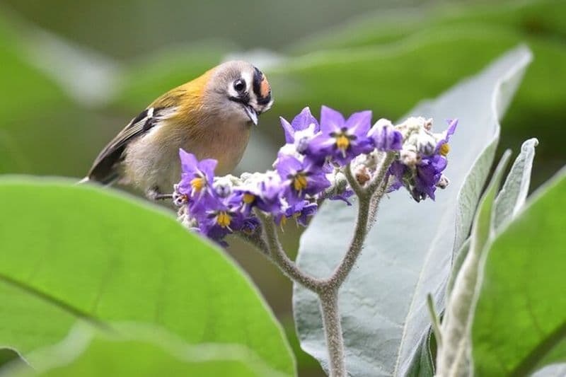 Observation des oiseaux Les Endémiques à Madère