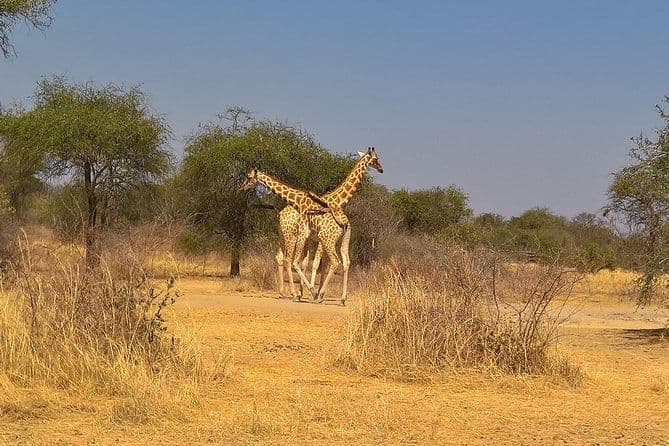 SAFARI - Parc National de Zakouma