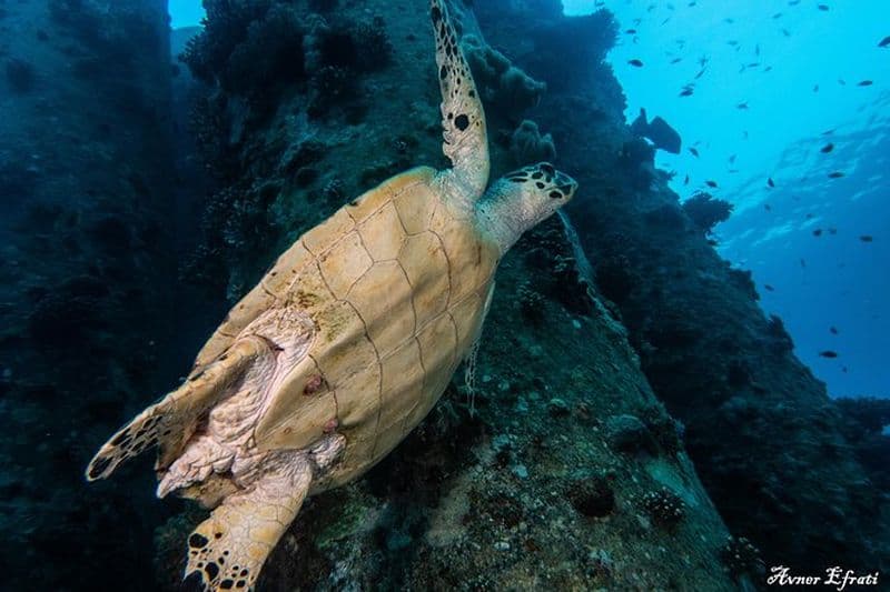 Plongée guidée sur les récifs coralliens pour les plongeurs certifiés