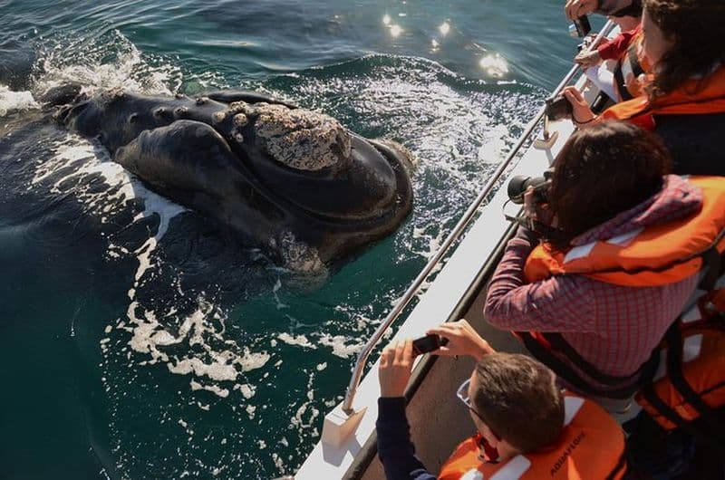 Excursion d'une journée à la Péninsule Valdes avec observation des baleines optionnelle, au départ de Puerto Madryn