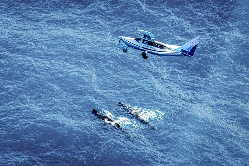 Observation des baleines à Kaikoura - Expérience ultime