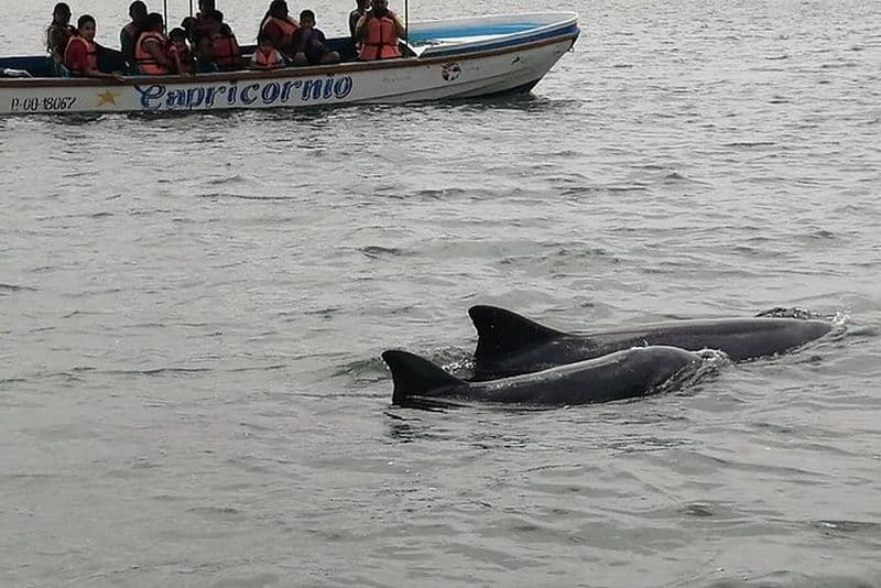 Excursion d'une journée complète aux mangroves, aux dauphins et à la ferme de cacao au départ de Guayaquil