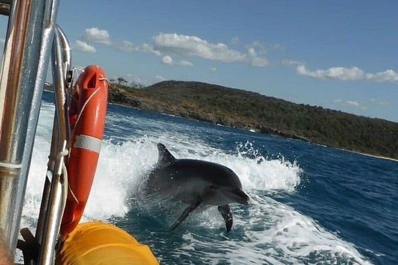 Noosa ocean adventure & Dolphin safari.