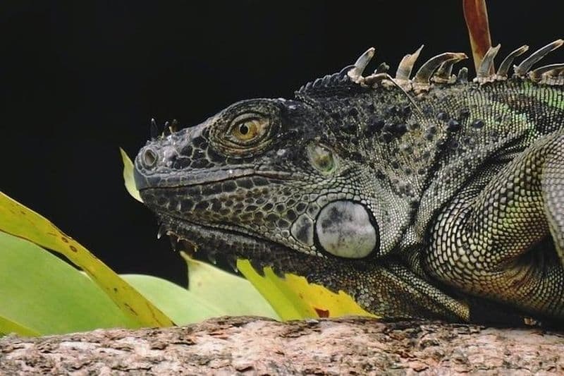 Billet Randonnée nature à La Fortuna