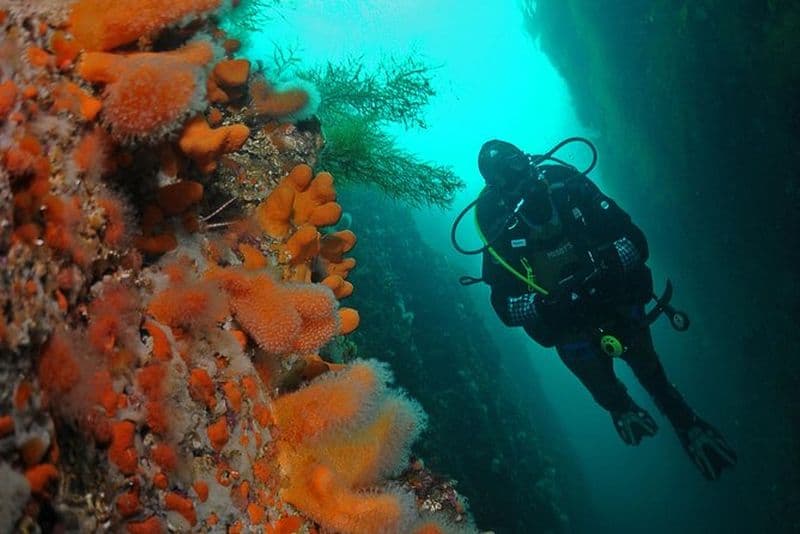 Billet Expérience unique de plongée sous-marine