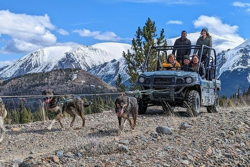 Camp d'été et visite du sommet du Yukon en région éloignée avec chiens de traîneau
