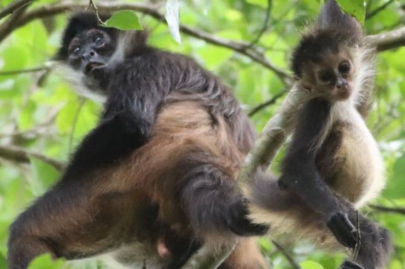 Visite privée de VW Beetle pour voir des oiseaux mexicains, des tortues et des singes