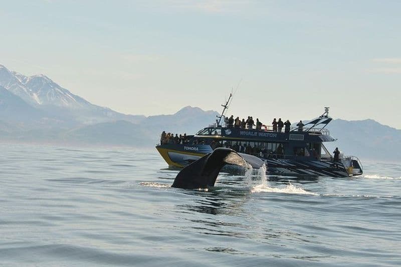 Excursion d'une journée d'observation des baleines à Kaikoura au départ de Christchurch, y compris le train côtier du Pacifique
