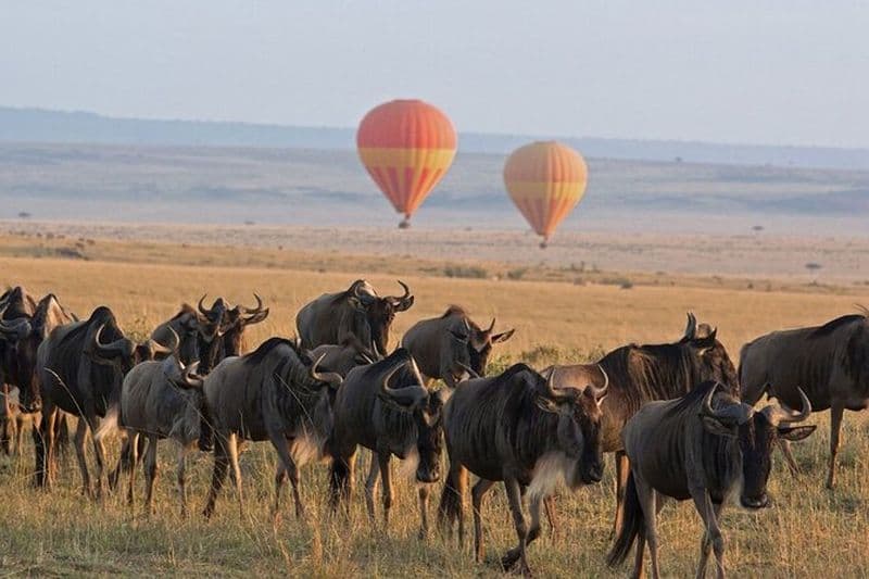 2 jours à profiter du parc national du Serengeti avec un safari en montgolfière