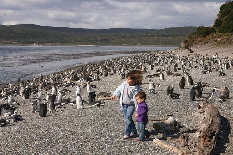 Ushuaïa : Excursion d'une journée complète à la découverte des pingouins sur l'île Martillo