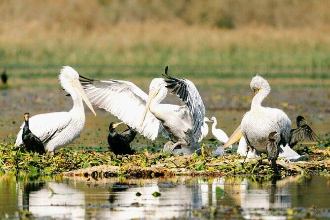 De Virpazar: Observation des oiseaux et photographie sur le lac Skadar