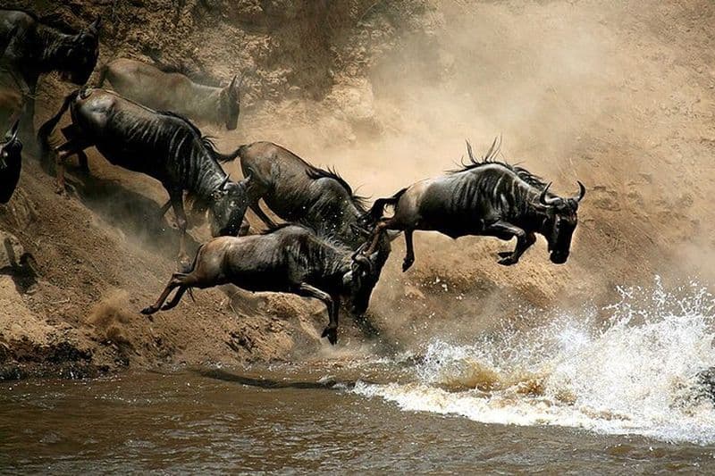 Billet 4 jours de safari de groupe Masai Mara et Lac Nakuru en croisière