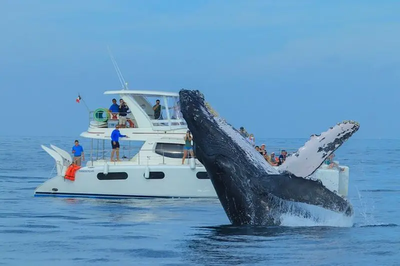 Billet Observation des baleines en catamaran de luxe à Cabo San Lucas