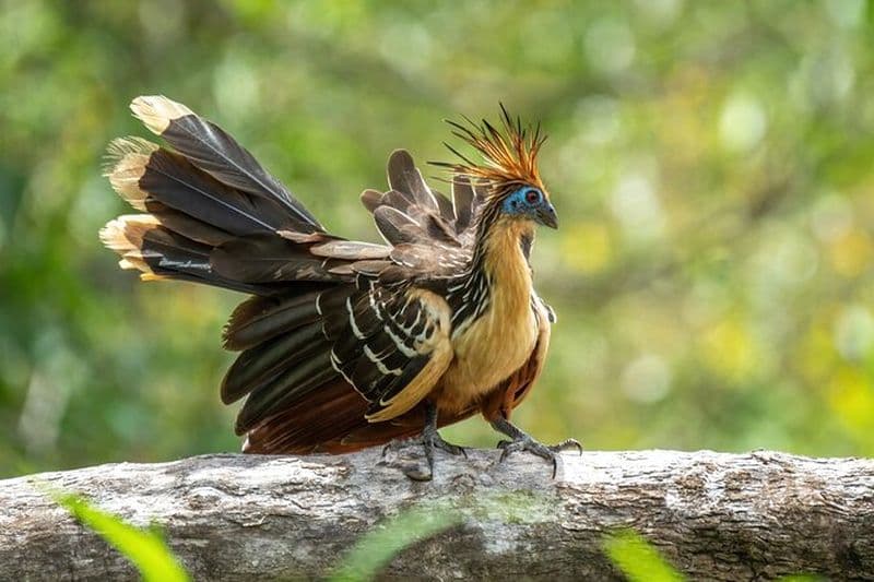 Voyage de survie en profondeur en Amazonie de 10 jours au lac Amanã