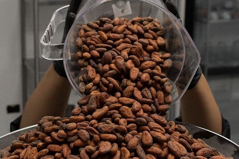 Circuit du chocolat fin au Costa Rica