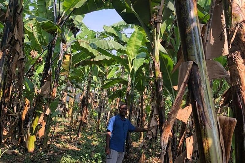 Visite de la brasserie de la bière banane