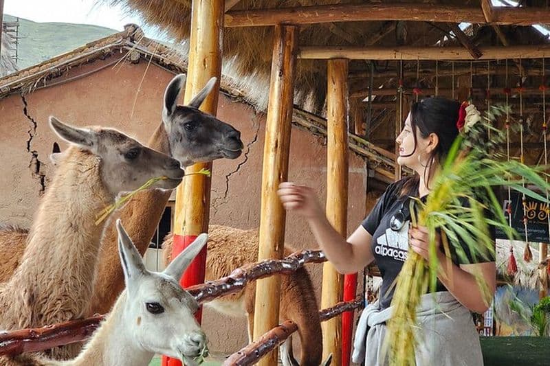 Cusco : visite d'une ferme d'alpagas et de lamas avec transfert et démonstration de tissage