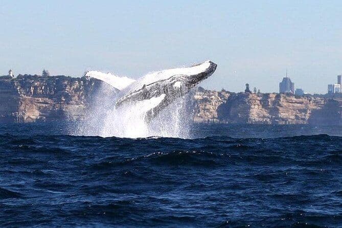 Taronga Zoo & Whale Watching Cruise Combo - Sydney Harbour