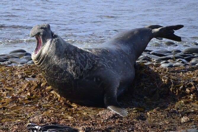 Visite privée des rivages sauvages : pingouins, éléphants de mer et Stanley
