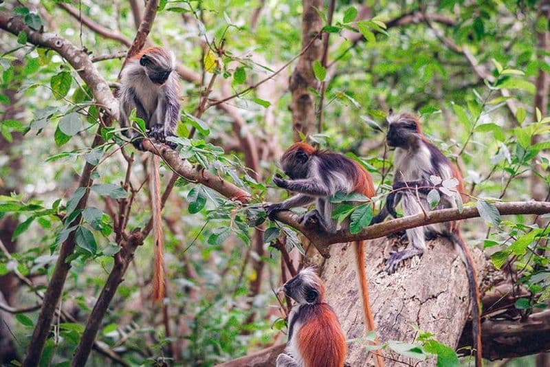 Billet Découvrez la forêt de Jozani, les grottes de Kuza, le restaurant The Rock et la fête sur la plage de Kae Funk