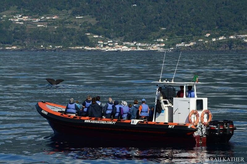 Billet Observation des baleines et des dauphins sur l'île de Pico - demi-journée