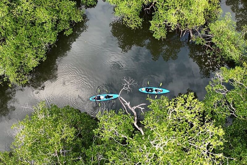 Billet Excursion en kayak dans les mangroves de Chiriquí