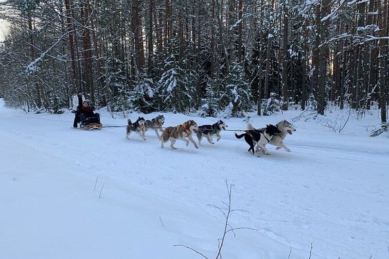 Expérience ultime en traîneau à chiens Husky en Lettonie - Visite privée de Riga