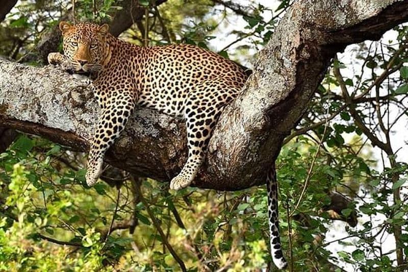 Parc de Nairobi, oiseaux steamark, centre Girraffe et bomas