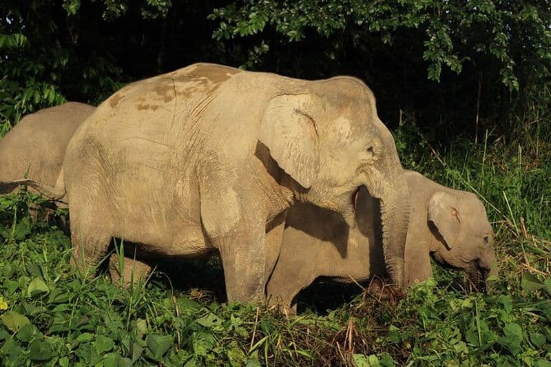 Safari dans la forêt de Deramakot 3D2N