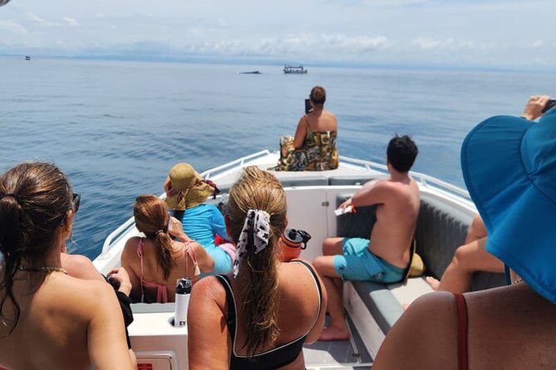 Excursion privée d'observation des baleines - Bateau à moteur de 38 pieds | Pearl Islands