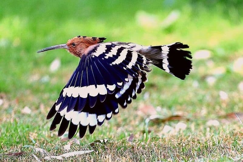 Billet Excursion privée d'observation des oiseaux d'une demi-journée à Assouan