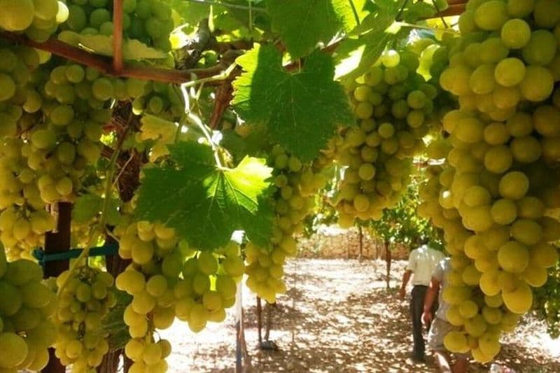 Visite privée des vins israéliens du centre d'Israël