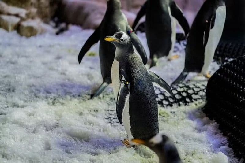 Zoo sous-marin de l'aquarium de Dubaï Une expérience de pingouin inoubliable
